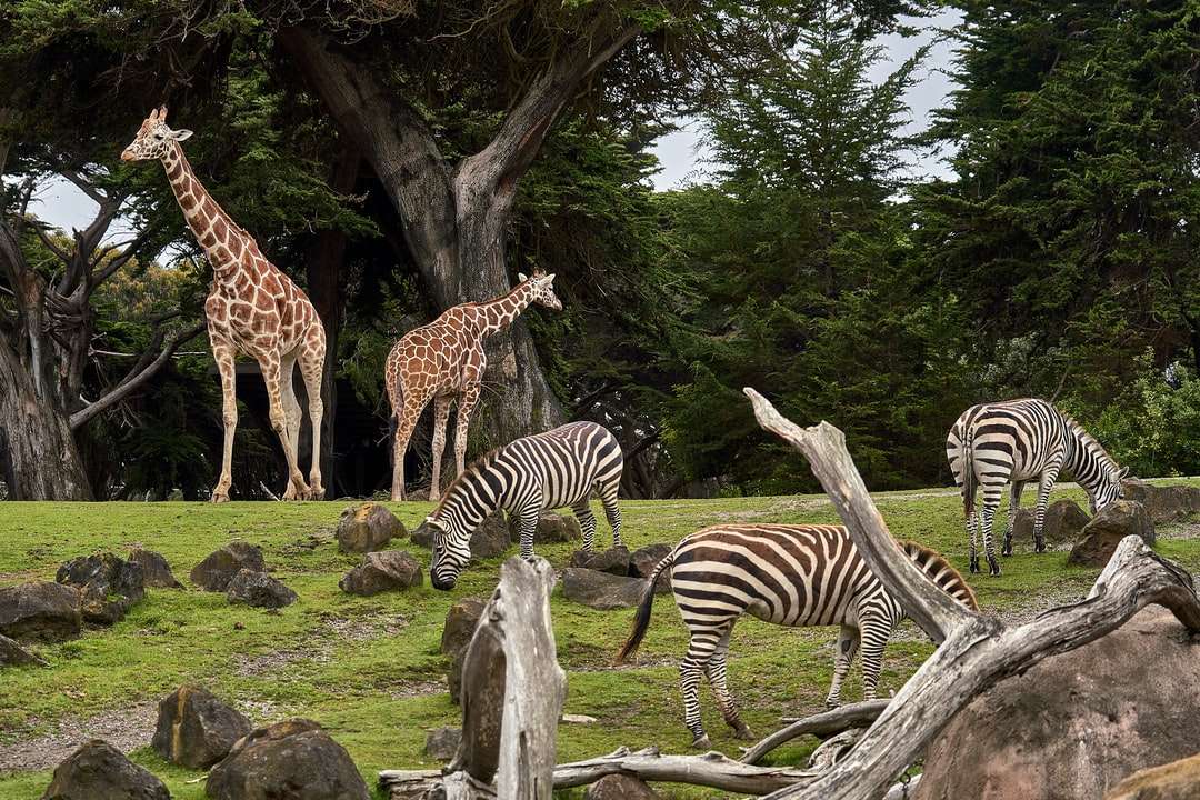 два жирафа и три зебры на зеленом травяном поле пазл онлайн