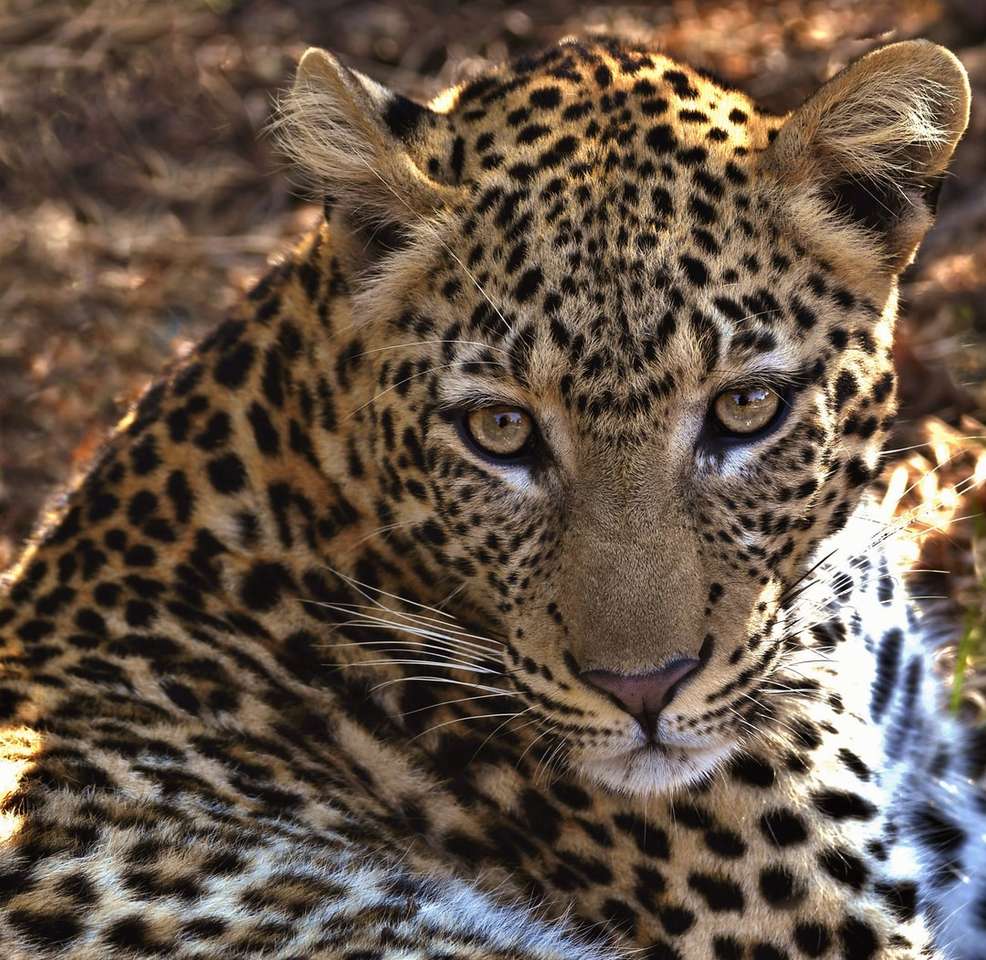 barna és fekete leopárd barna földön nappali kirakós online