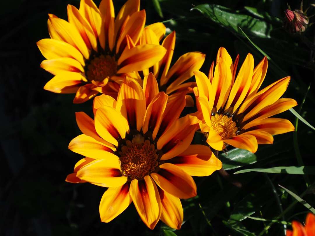 Tre gula blommor under dagtid Pussel online