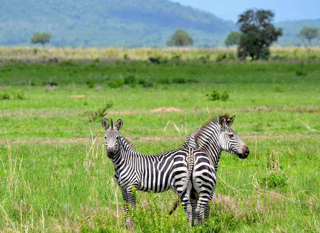 două zebre pe câmpul de iarbă jigsaw puzzle online