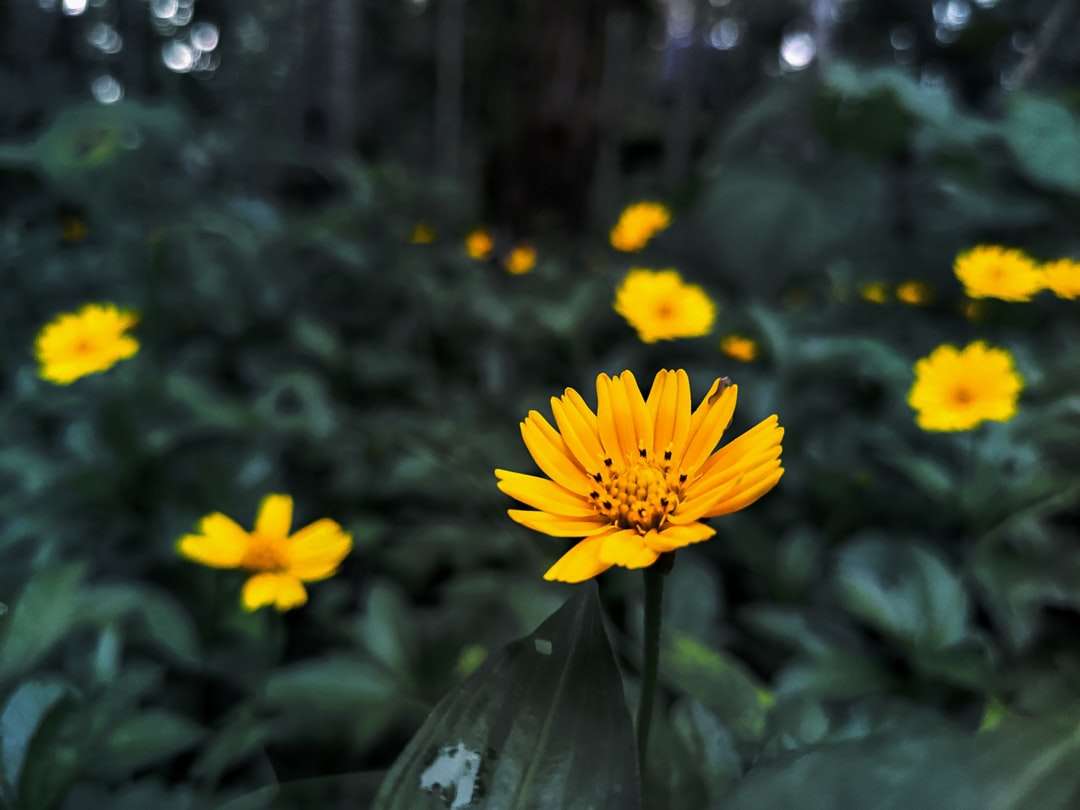 Fleur pétale jaune puzzle en ligne