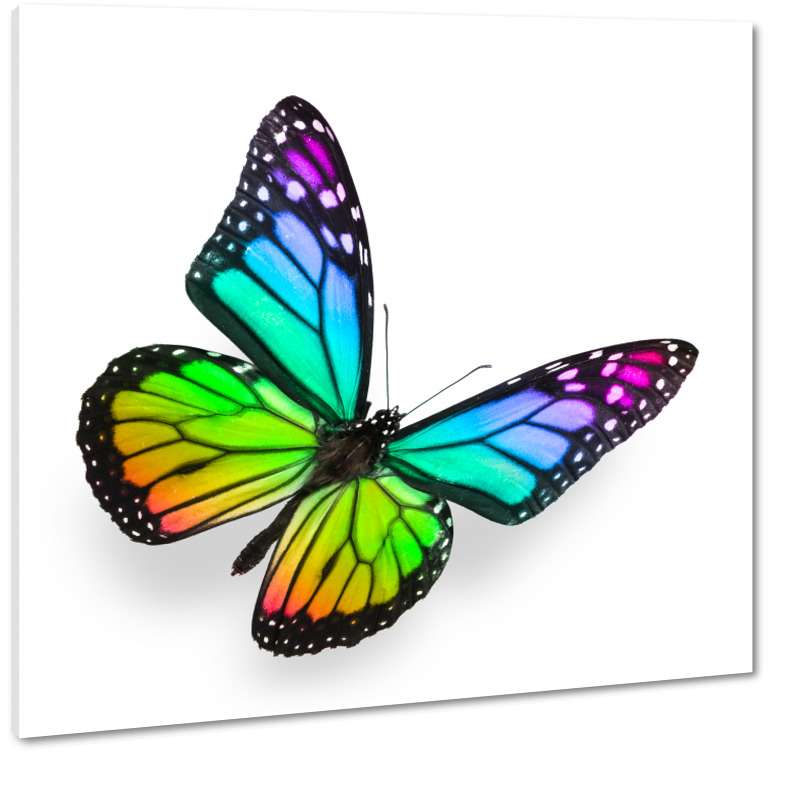 Mariposa del arco iris rompecabezas en línea