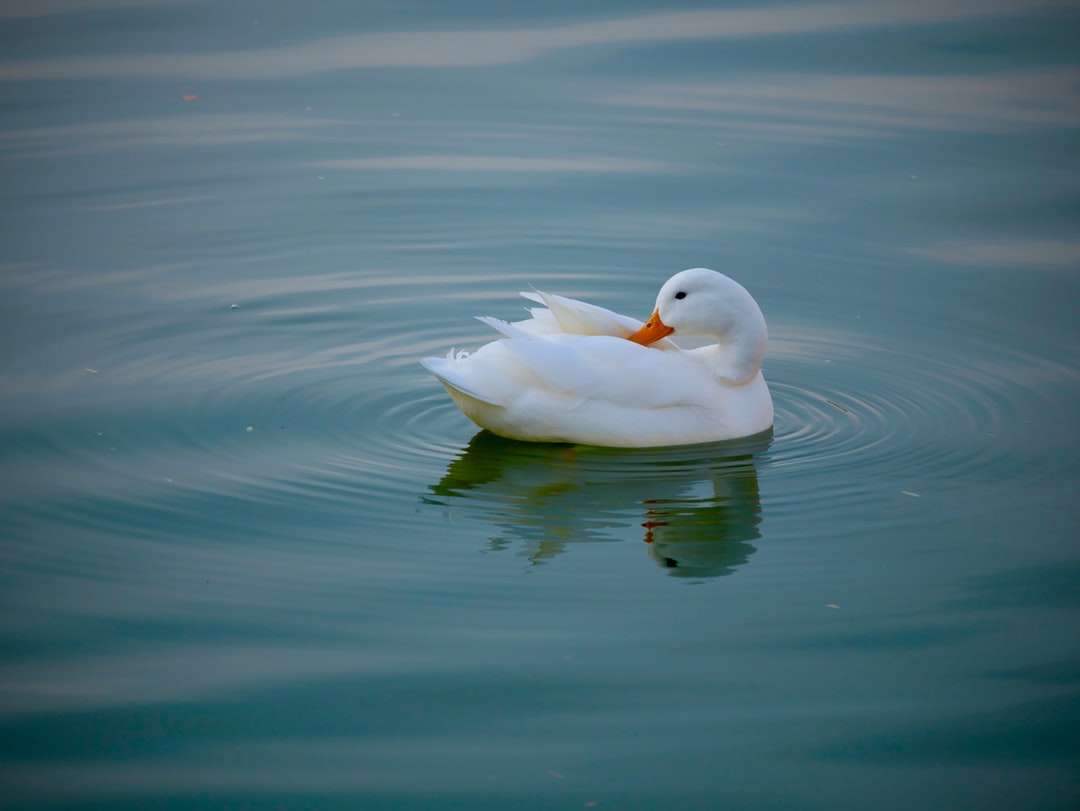 біла качка у водоймі вдень онлайн пазл