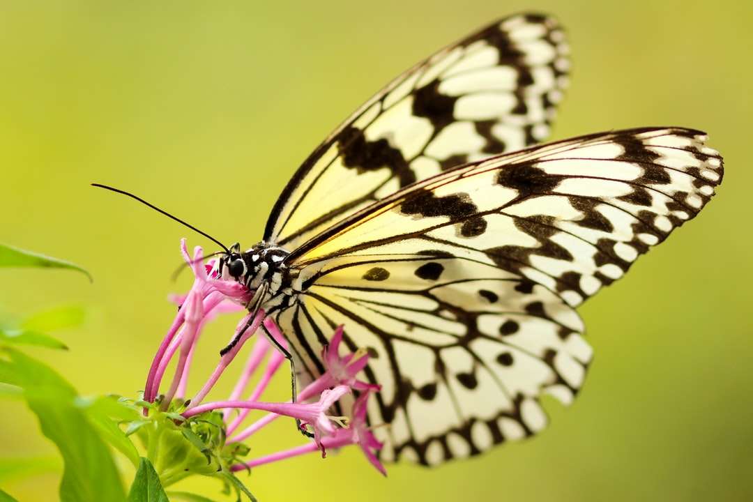 Fotografia del primo piano della farfalla sul fiore puzzle online