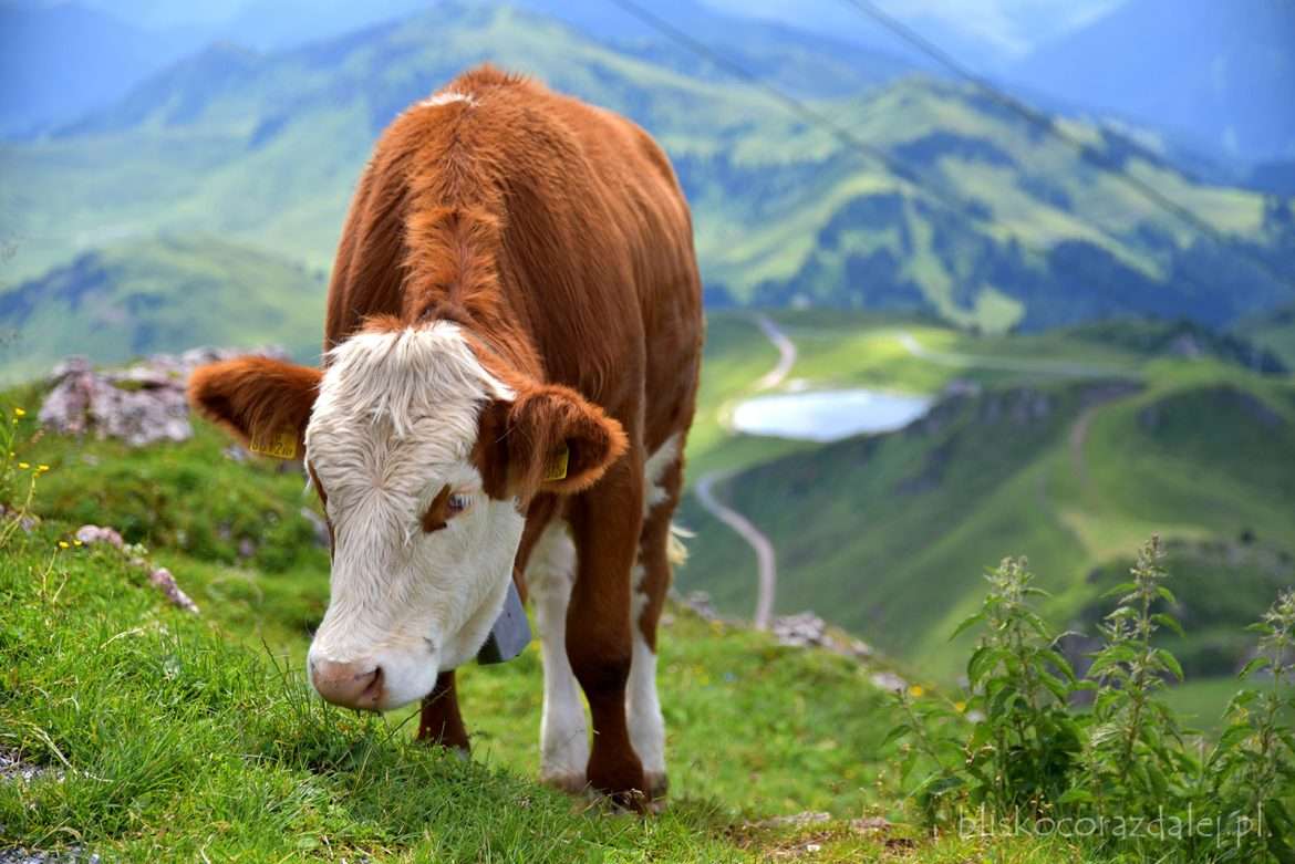 Корова в австийских Альпах пазл онлайн