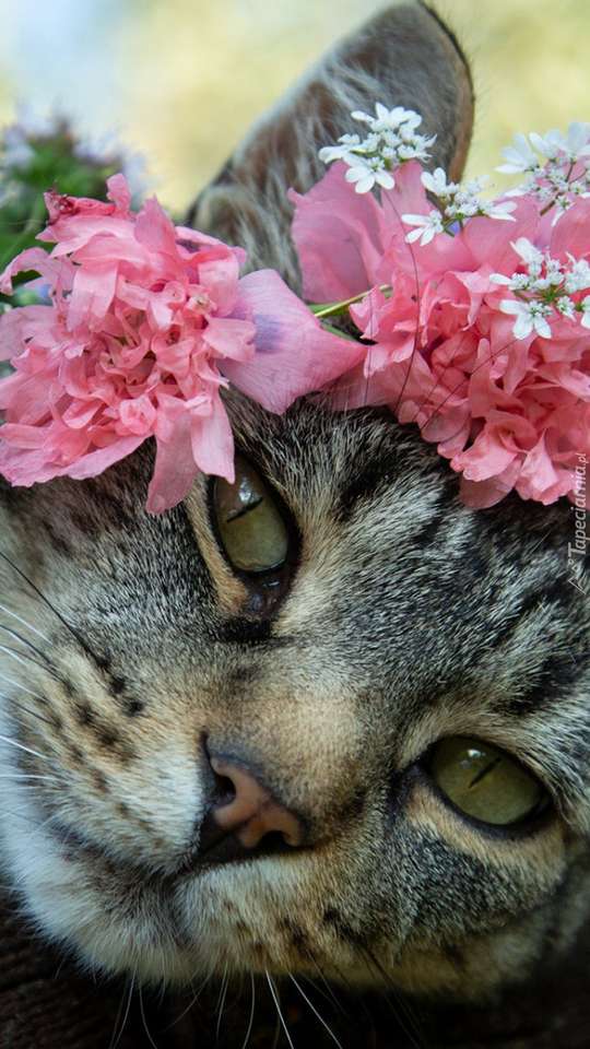 Gattino e fiori puzzle online