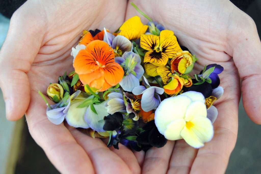 Essbare Blumen Puzzlespiel online