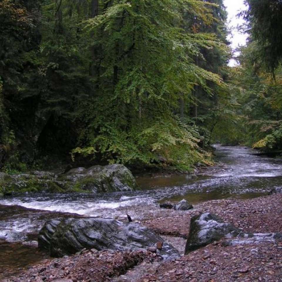 Řeka v lese. skládačky online