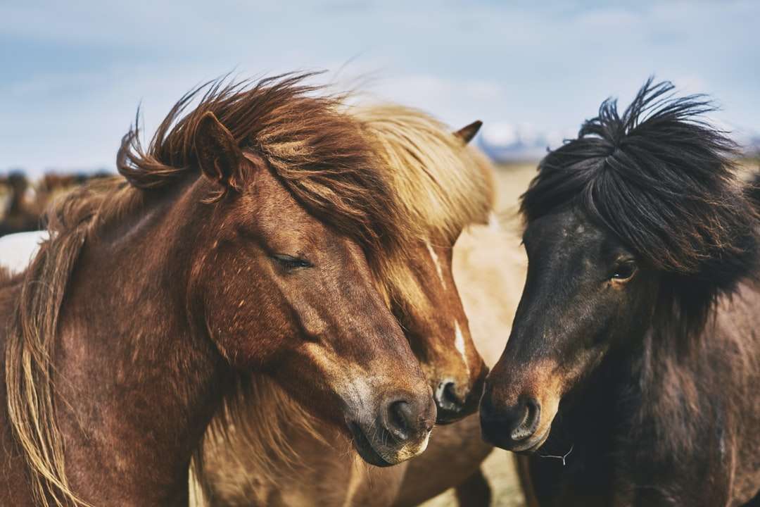 Tre cavalli marroni puzzle online