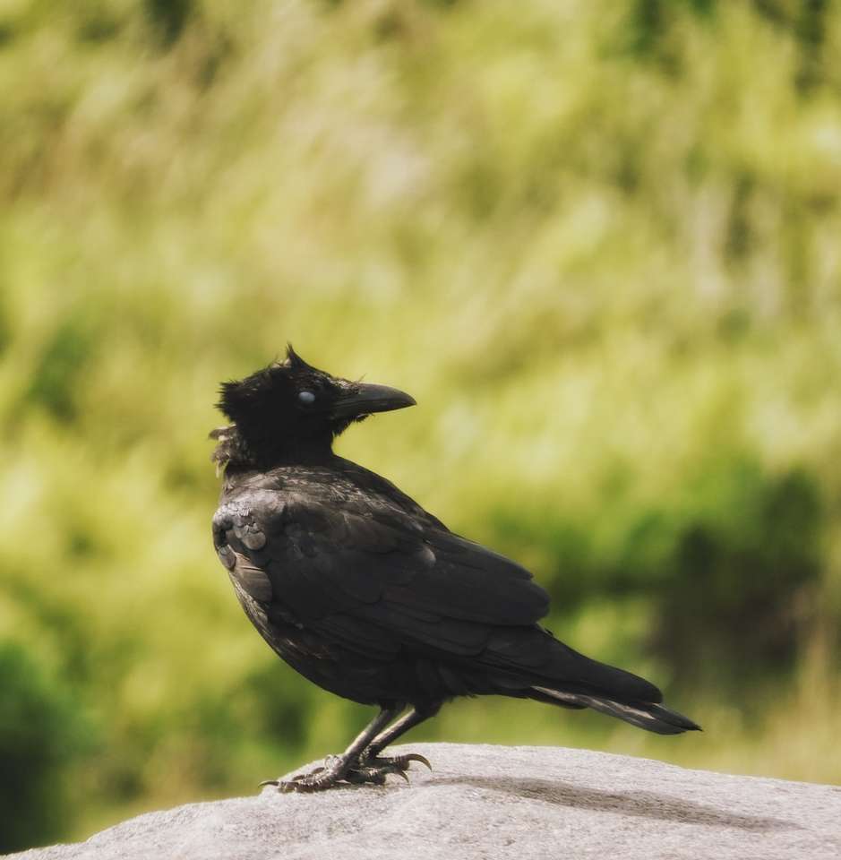 Μαύρο πουλί σε γκρίζα επιφάνεια σκυροδέματος κατά τη διάρκεια της ημέρας παζλ online