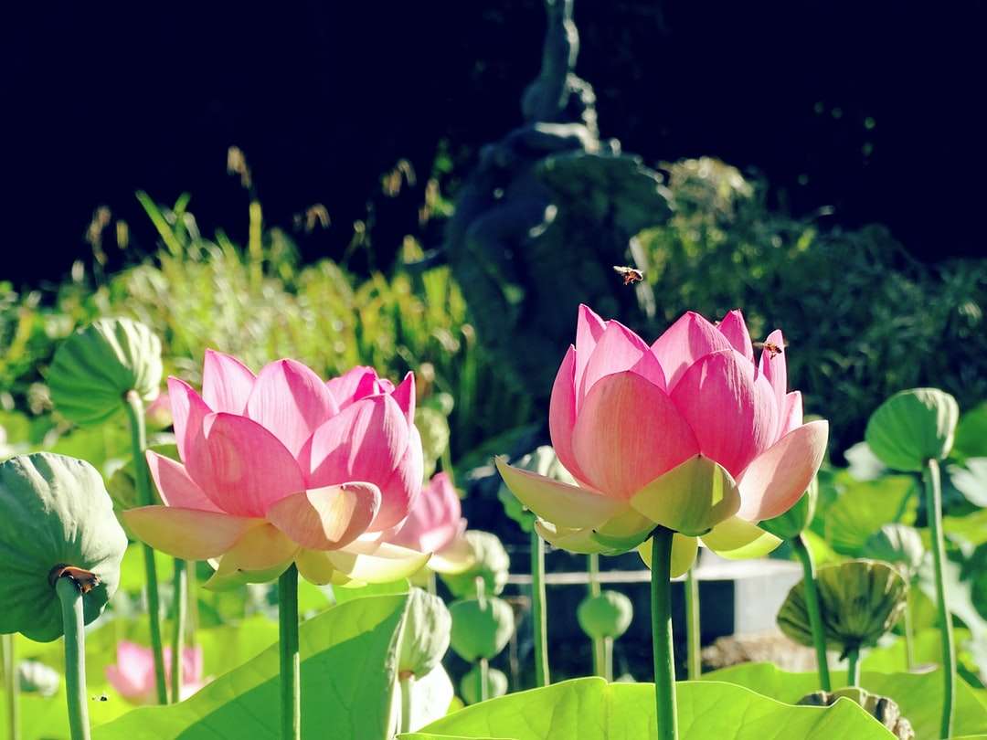 Fotografie cu unghi scăzut de flori roz puzzle online