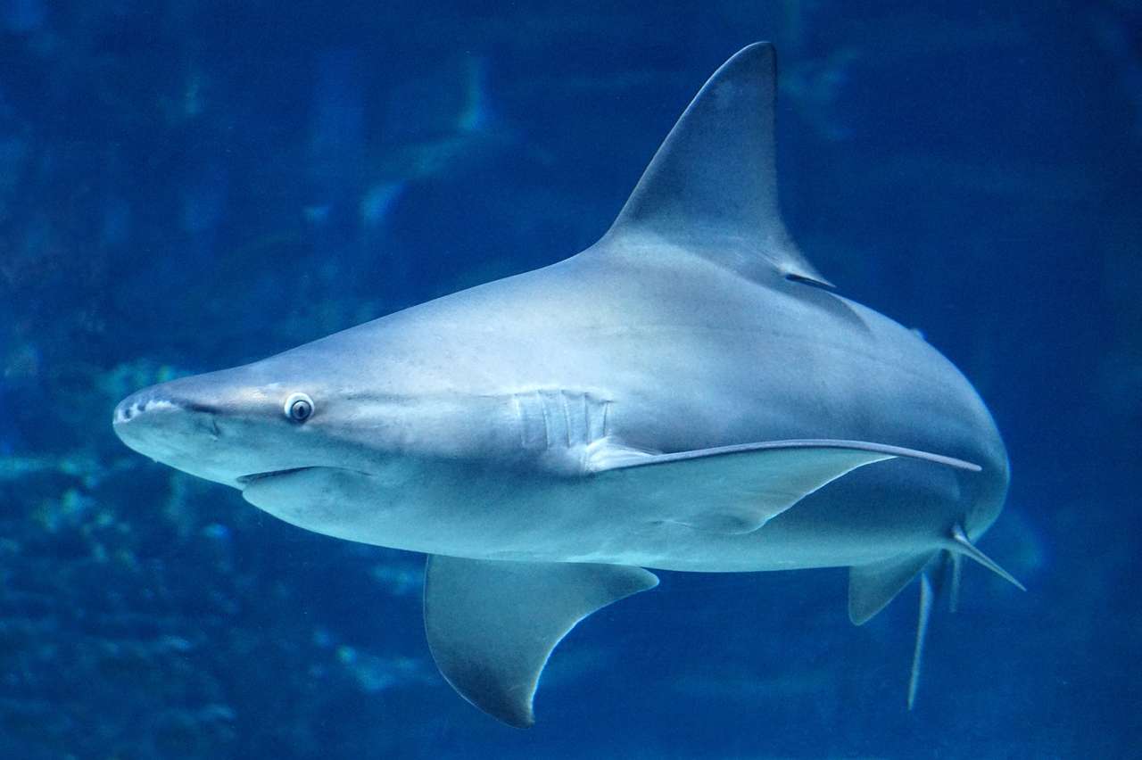 Hai schwimmt unter Wasser Puzzlespiel online