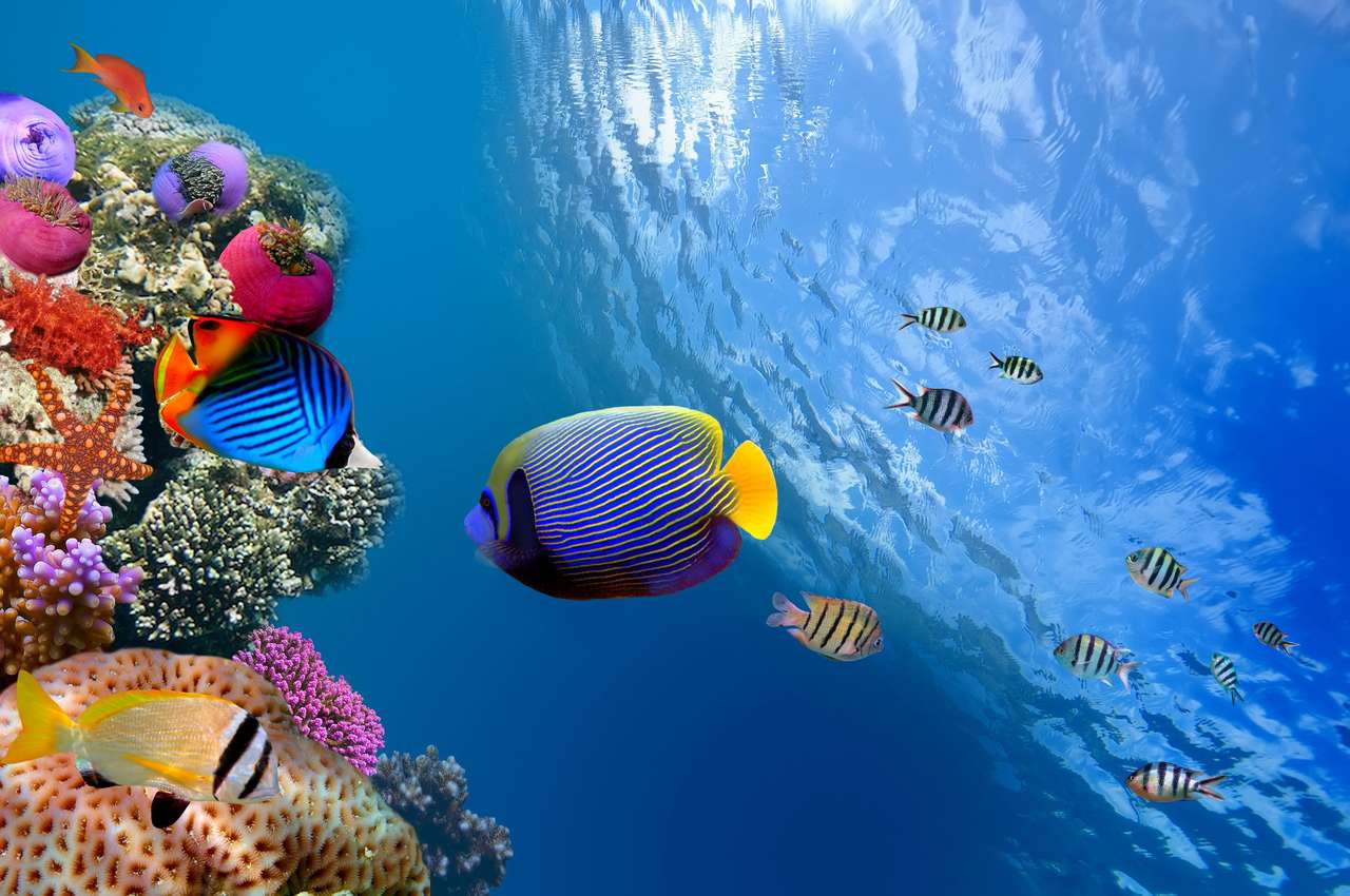 Keizer angelfish (pomacanthus imperator), rode zee, Egypte online puzzel