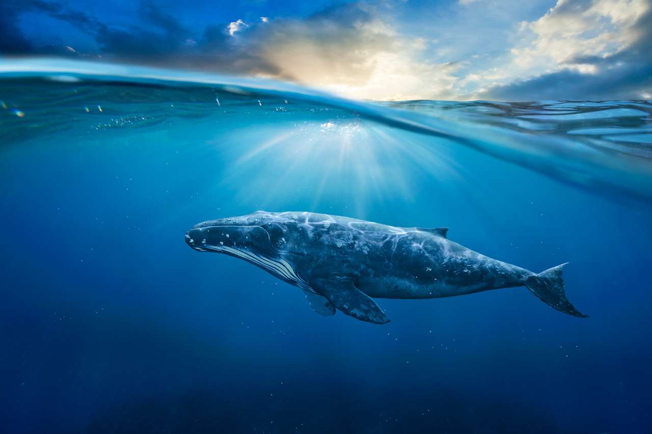 Balenă tânără în apă albastră puzzle online
