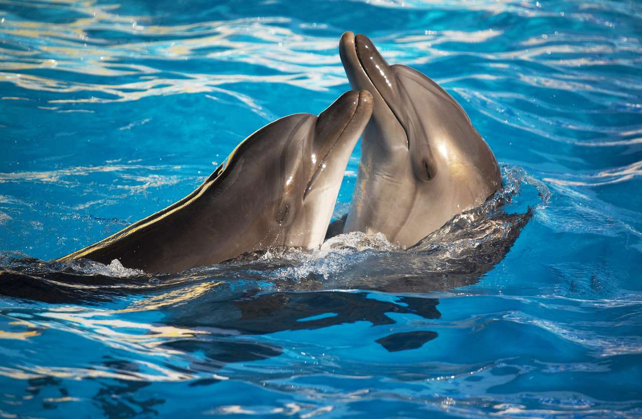 Dvojice delfínů tančí ve světle modré vodě skládačky online