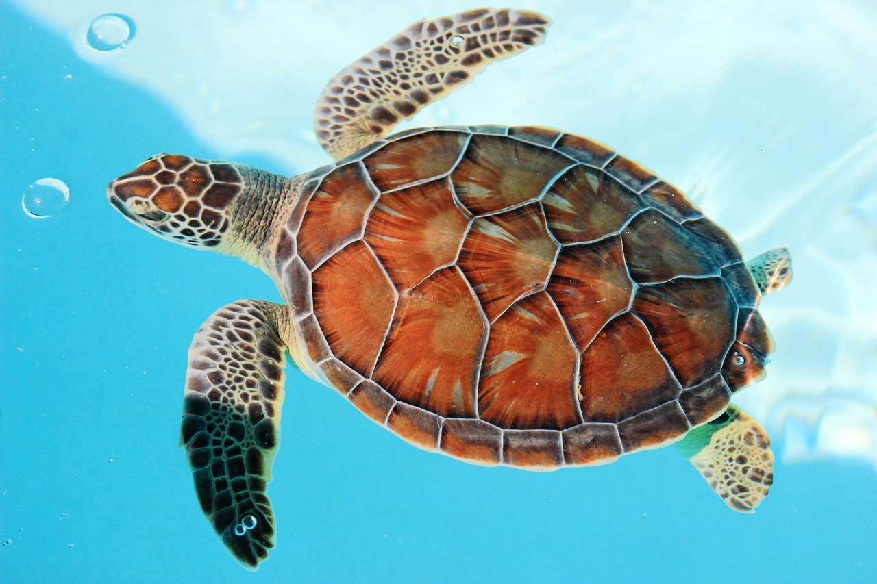 Вымирающая морская черепаха в бирюзовой воде онлайн-пазл