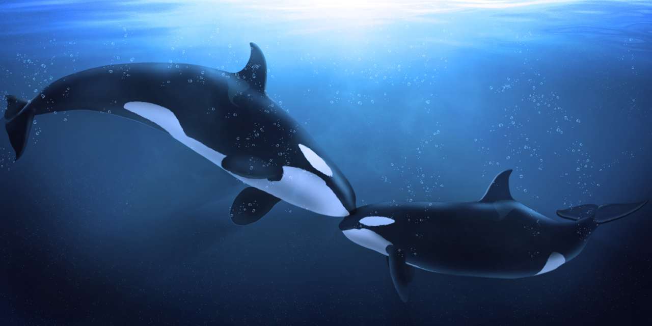 Φάλαινες δολοφόνων που δείχνουν κάποια τρυφερότητα παζλ online