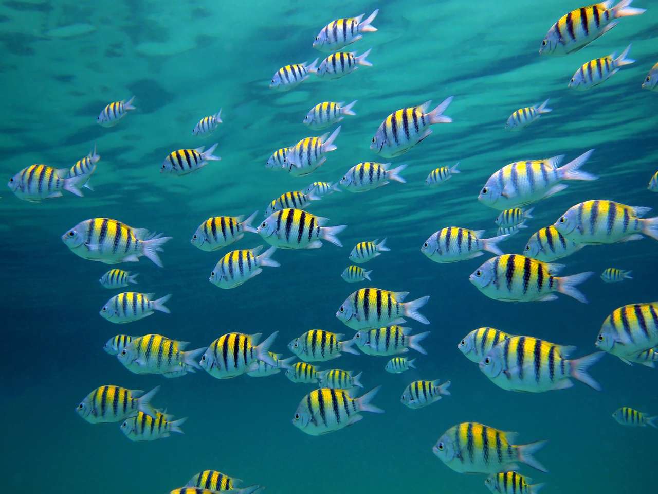 Escola de sargento-grande peixe com superfície de água no fundo, mar do Caribe puzzle online