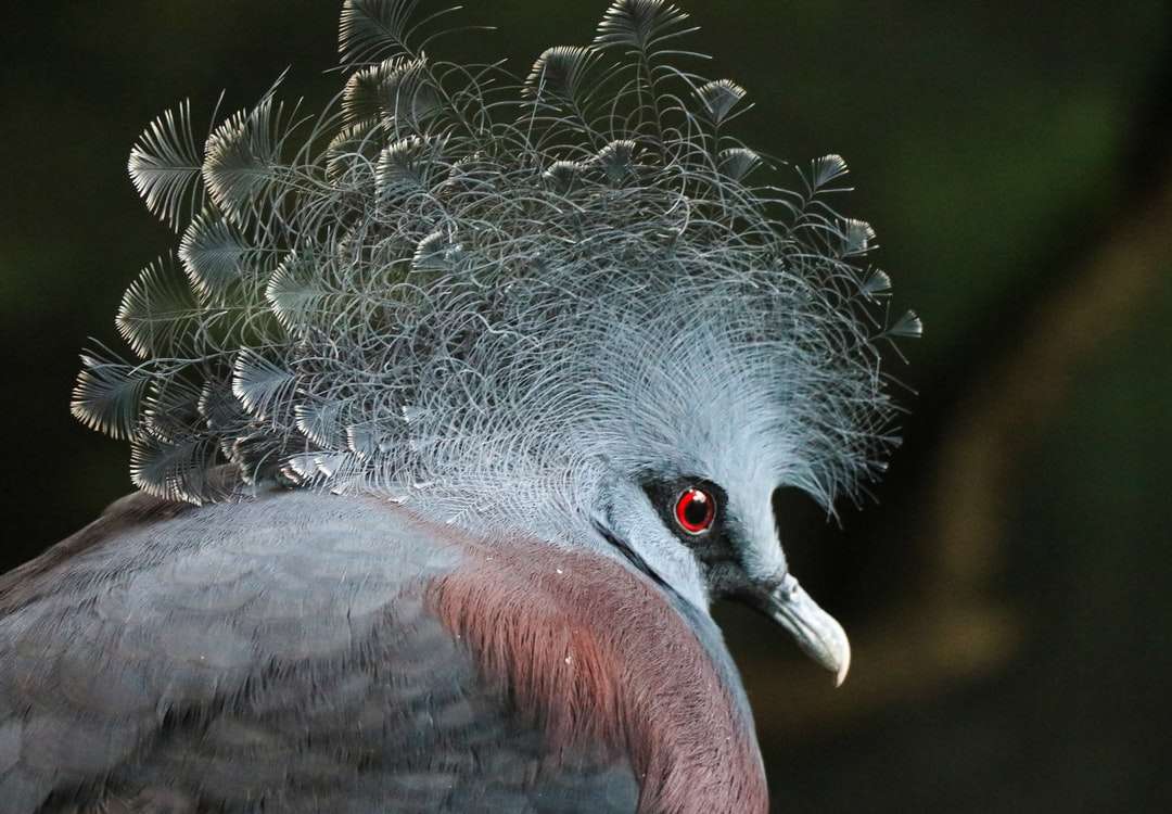 Fotografia de foco do pássaro cinzento e marrom puzzle online
