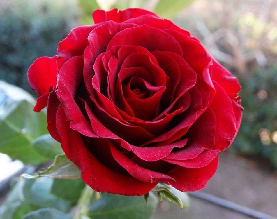 červená růže online puzzle