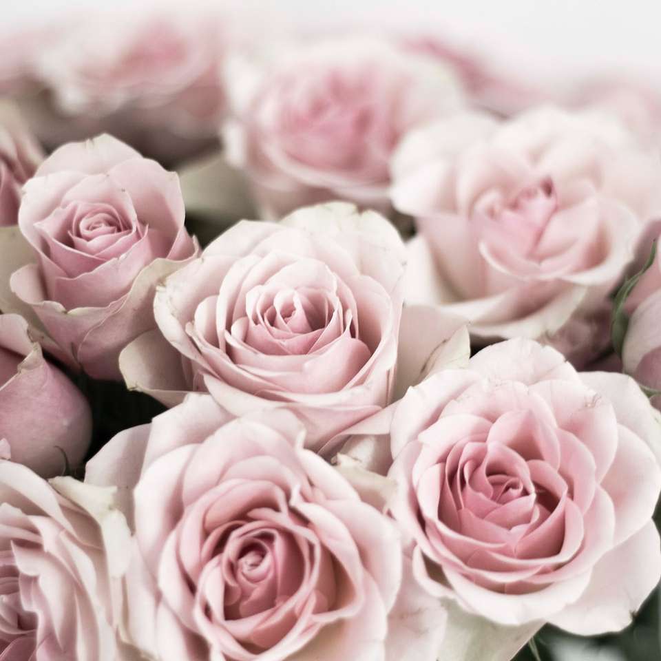 розовые розы в тилт-шифт объективах пазл онлайн