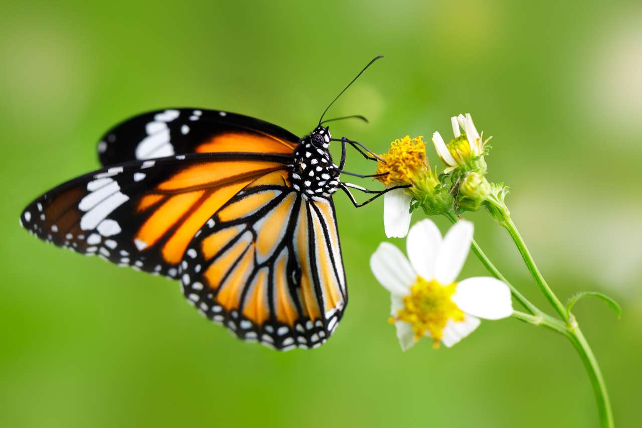 Närbild fjäril på blomma (vanlig tigerfjäril) Pussel online
