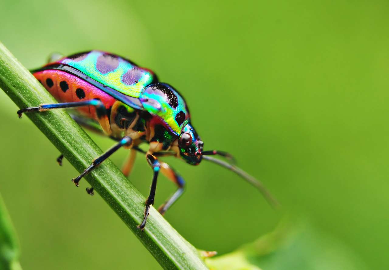 Красочный жук отдыхает на траве пазл онлайн