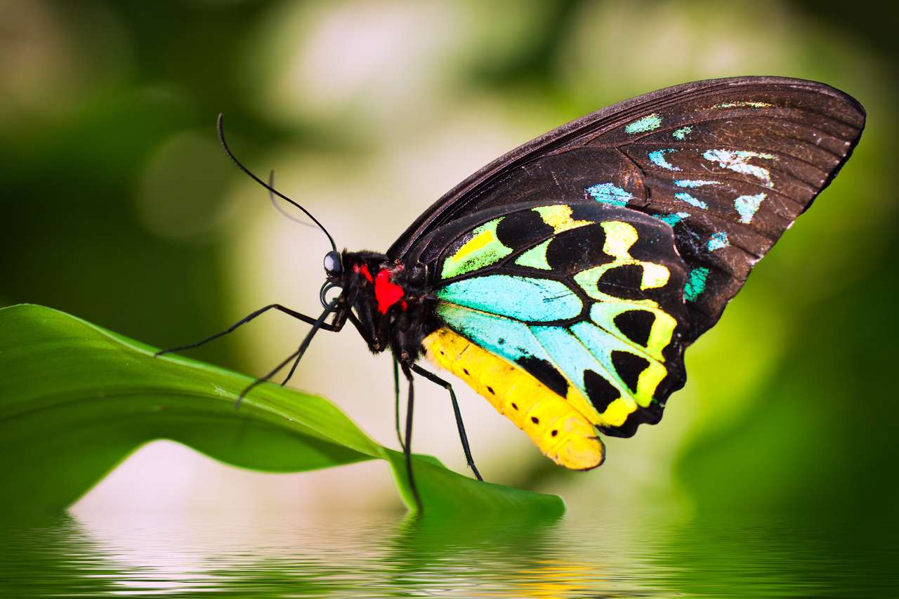 Красива мъжка пеперуда за птици (орнитоптера еуфорион) седи на листа с отражение във водата. онлайн пъзел