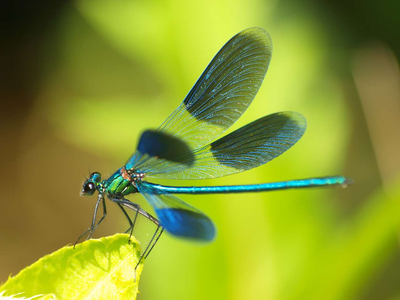 Κοντινό πλάνο στην όμορφη dragonfly παζλ online