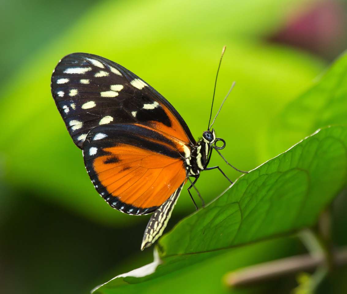 Tiger Longwing Butterfly Heliconius Hecale sentado en una hoja verde rompecabezas en línea