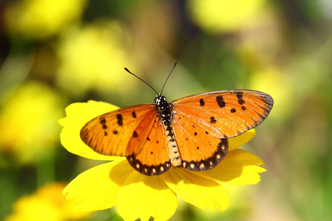 Κοντινό πλάνο της πεταλούδας Tawny Coster σε λαμπερή μέρα παζλ online