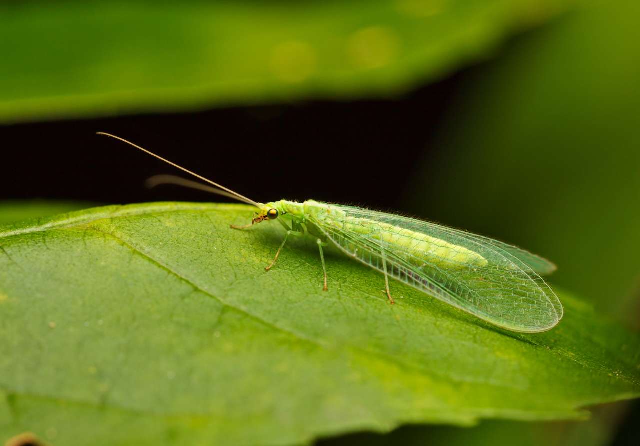Низкий угол обзора златоглазой или златоглазой мухи (Chrysopidae, Chrysopa sp.) на зеленом листе онлайн-пазл