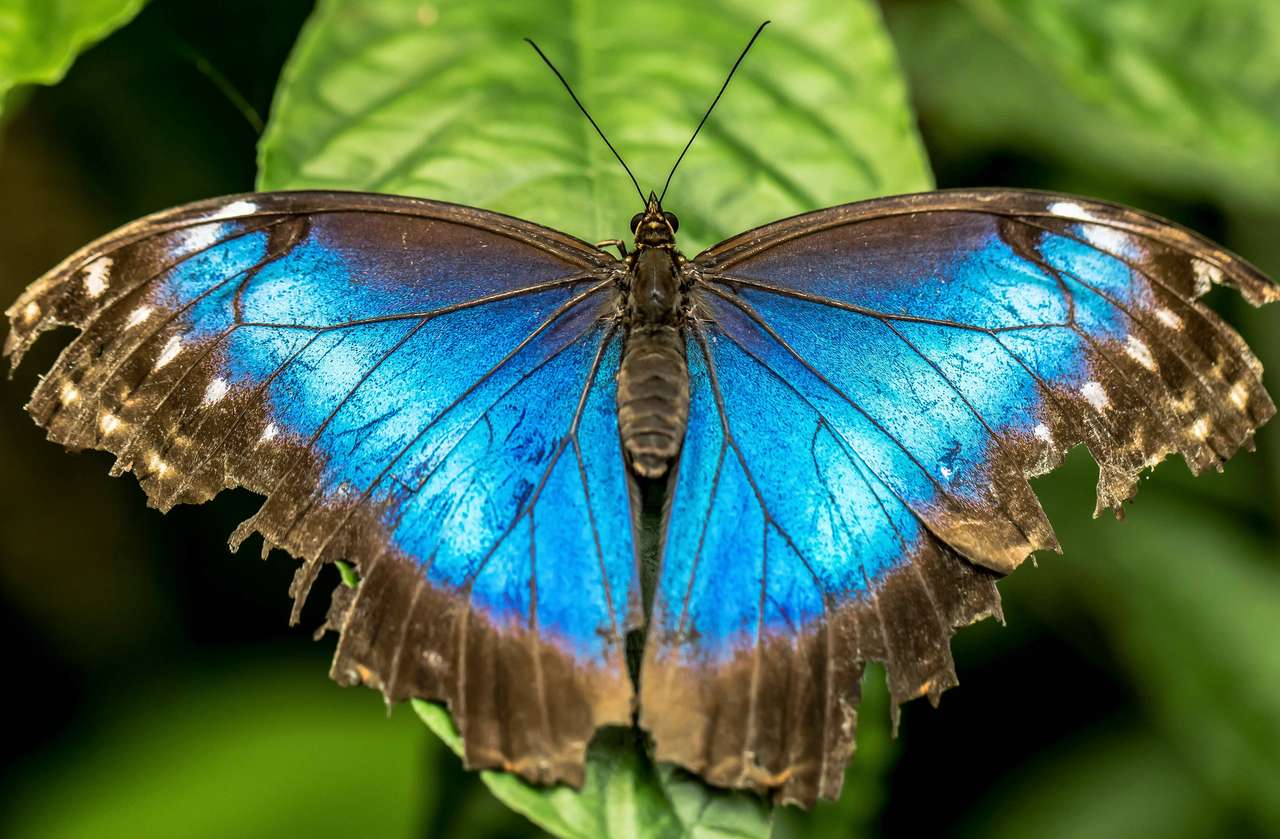Κοντινό πλάνο μιας πεταλούδας παζλ online