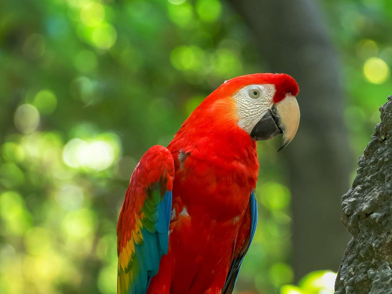 Schließen Sie oben von einem scharlachroten Macaw in einem Park in Ecuador Online-Puzzle