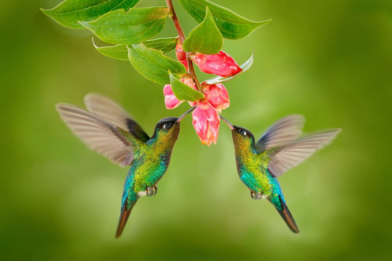 Twee kolibrie-vogel met roze bloem. Hummingbirds vury-throated kolibrie, vliegen naast mooie bloei bloem, Savegre, Costa Rica. Action wildlife scène van de natuur. Vogel vliegt. Dierlijke liefde. online puzzel