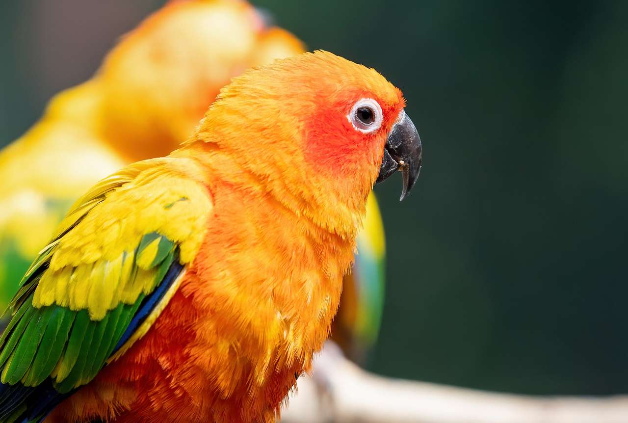 Nahaufnahme Sun Conure-Papagei, die auf Niederlassung lokalisiert auf Hintergrund gehockt Puzzlespiel online