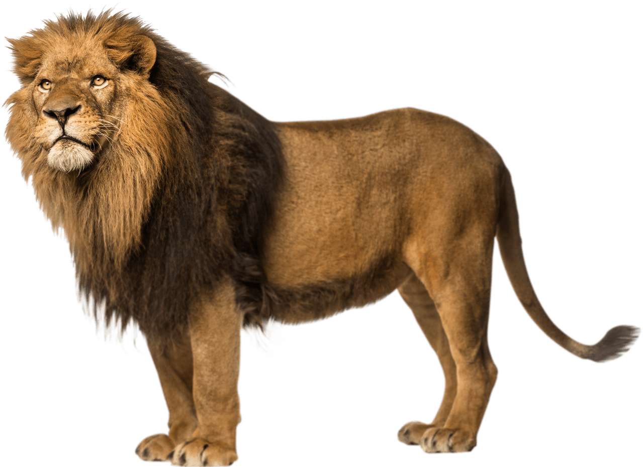 Lion σπάει παζλ online