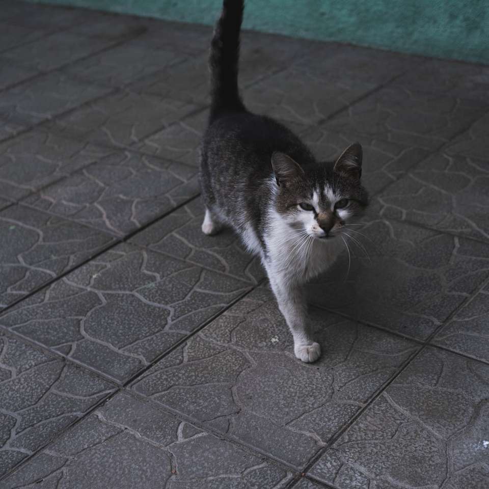 біло-чорний кіт на сірій бетонній підлозі пазл онлайн