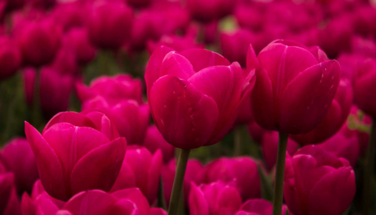Flores-de-rosa quebra-cabeças online