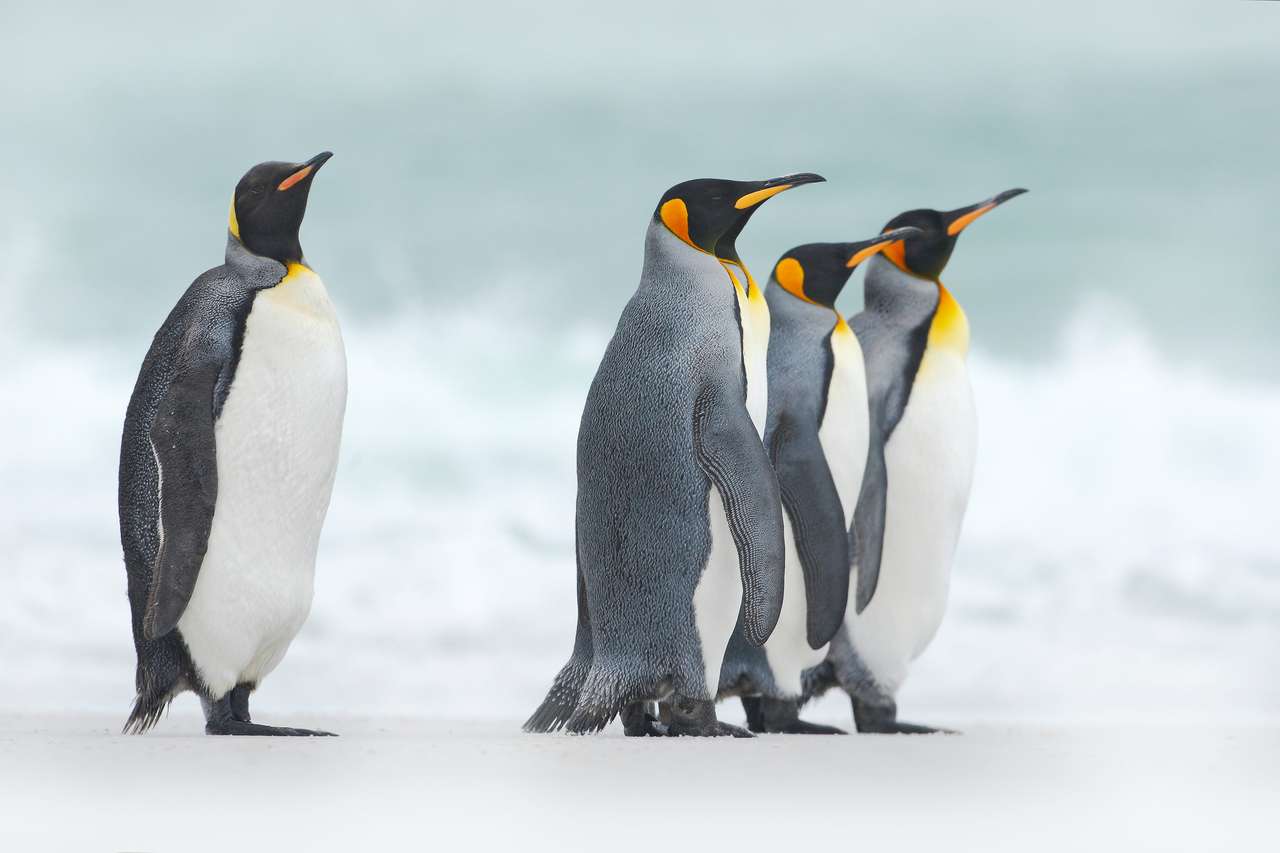 Grupo de cuatro pingüinos rey, aptenodytes patagonicos, que va de nieve blanca al mar, islas Falkland rompecabezas en línea