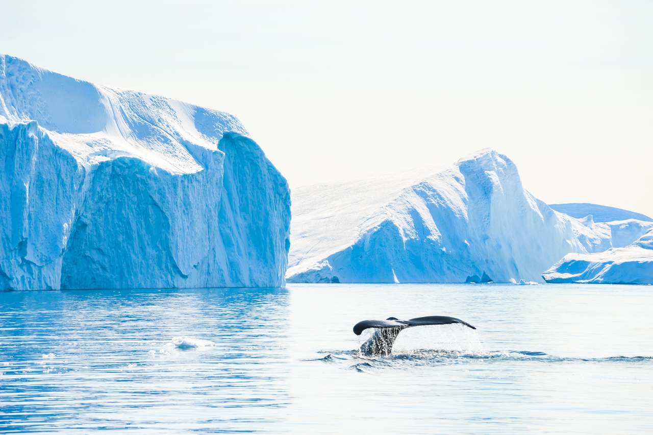 Dives de ballena jorobada que muestran la cola cerca de los icebergs en Icefjord de Ilulissat, Groenlandia rompecabezas en línea