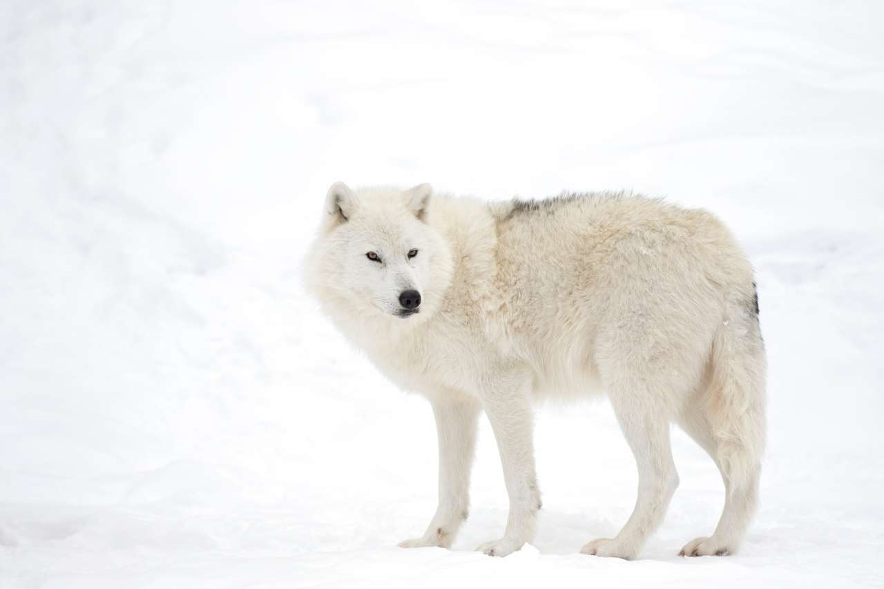 Arktisk varg isolerad på vit bakgrund som går i vinterns snö i Kanada Pussel online