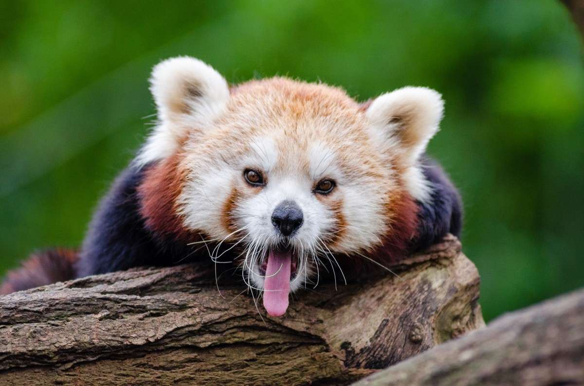 Röd panda Pussel online