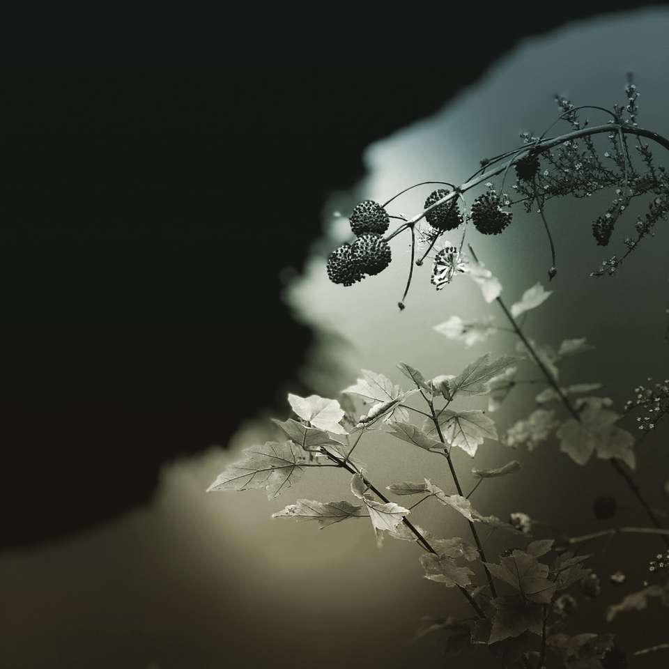 focus fotografia di piante grigio foglie puzzle online