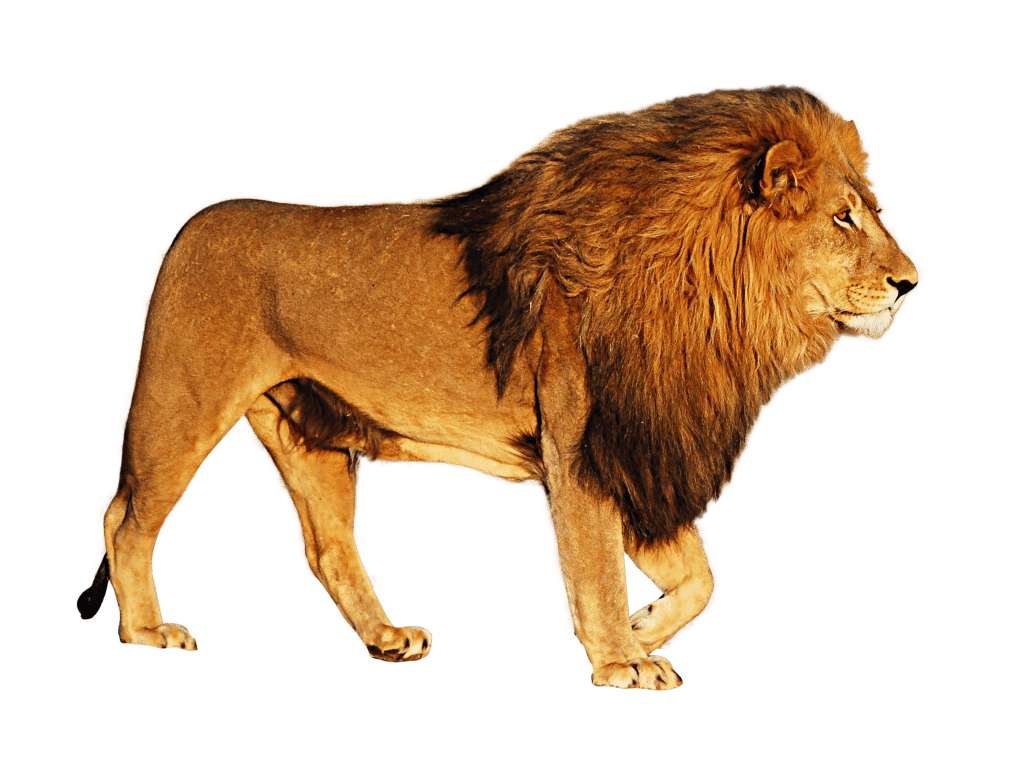 Όμορφο λιοντάρι της όμορφης παζλ online