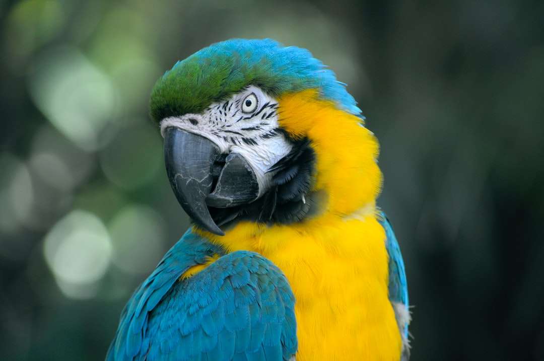 Nahaufnahme des gelben und türkbaren Papageis Online-Puzzle