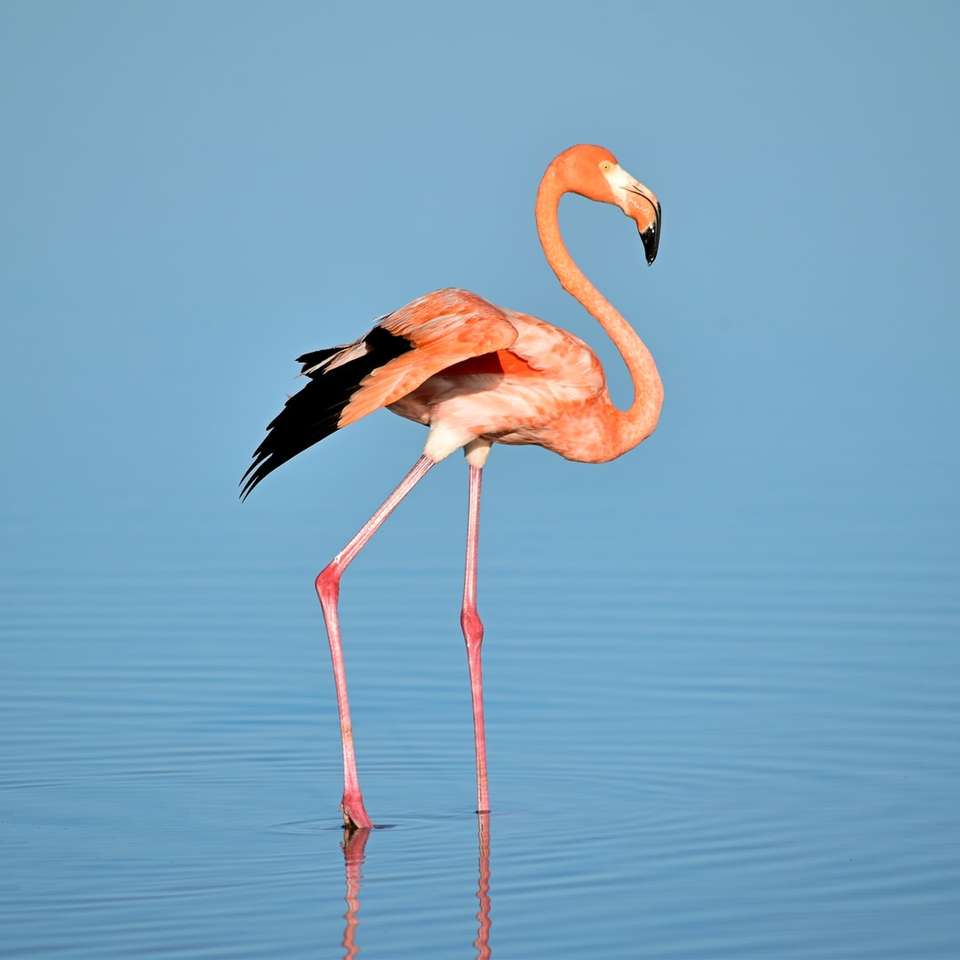 фото фламинго на воде онлайн-пазл