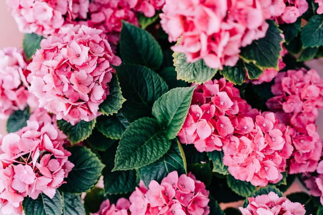 розовые цветы с зелеными листьями онлайн-пазл