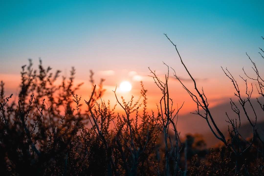 Silhuett av växt under solnedgången Pussel online