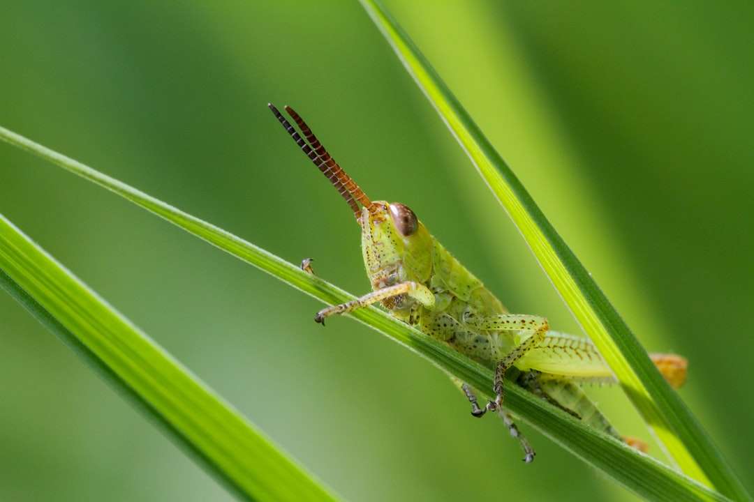 Grön gräshoppa uppflugen på grönt blad Pussel online
